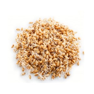 جوانه گندم فله