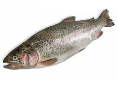 ماهی سالمون ماهی سالمون