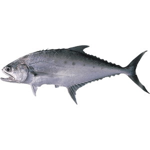 ماهی شیر فله