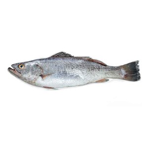 ماهی شوریده فله ماهی شوریده فله