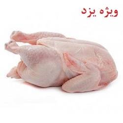 مرغ شمال (کاتیک )