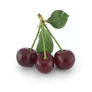 آلبالو گیلاسی