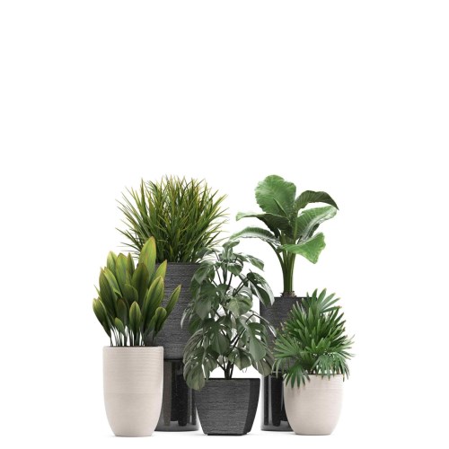 1گل-و-گیاه-زینتی