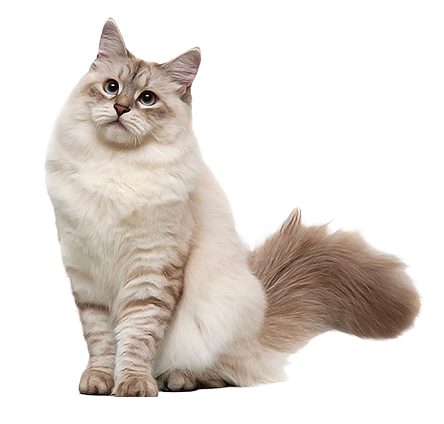 Siberian-Cat-01